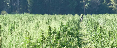 person walking path in cannabis field